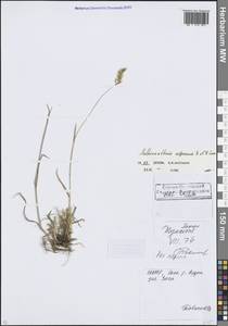 Душистый колосок ниппонский Honda, Кавказ, Северная Осетия, Ингушетия и Чечня (K1c) (Россия)