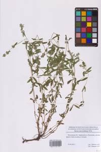 Thymus pannonicus All., Восточная Европа, Московская область и Москва (E4a) (Россия)