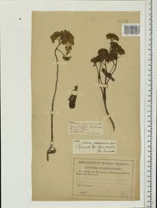 Очитник большой (L.) Holub, Восточная Европа, Нижневолжский район (E9) (Россия)