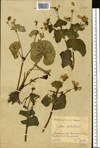 Калужница болотная L., Восточная Европа, Московская область и Москва (E4a) (Россия)