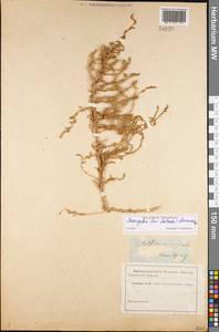 Caroxylon laricinum (Pall.) Tzvelev, Восточная Европа, Нижневолжский район (E9) (Россия)