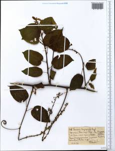 Gouania longispicata Engl., Африка (AFR) (Эфиопия)