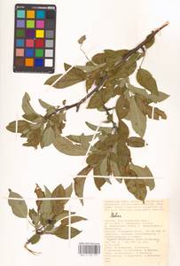 Яблоня, Восточная Европа, Нижневолжский район (E9) (Россия)