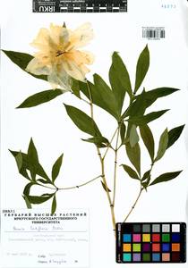 Пион молочноцветковый Pall., Сибирь, Прибайкалье и Забайкалье (S4) (Россия)