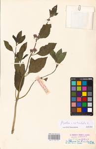 MHA 0 158 472, Mentha × verticillata L., Восточная Европа, Эстония (E2c) (Эстония)
