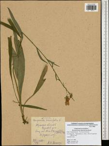 Колокольчик персиколистный L., Восточная Европа, Центральный район (E4) (Россия)