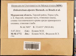 Orthotrichum alpestre Hornsch. ex Bruch & Schimp., Гербарий мохообразных, Мхи - Карелия, Ленинградская и Мурманская области (B4) (Россия)