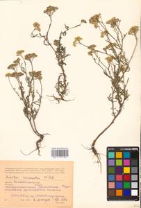 Тысячелистник мелкоцветковый Willd., Восточная Европа, Ростовская область (E12a) (Россия)