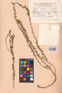 Бассия простертая (L.) Beck, Восточная Европа, Западно-Украинский район (E13) (Украина)