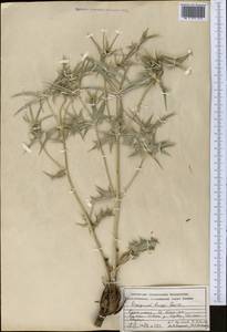 Синеголовник Бунге Boiss., Средняя Азия и Казахстан, Копетдаг, Бадхыз, Малый и Большой Балхан (M1) (Туркмения)