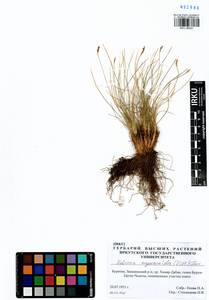 Carex myosuroides Vill., Сибирь, Прибайкалье и Забайкалье (S4) (Россия)