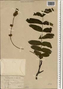Pterocarya fraxinifolia (Poir.) Spach, Зарубежная Азия (ASIA) (Турция)