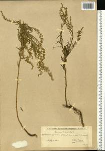 Полынь эстрагон L., Восточная Европа, Нижневолжский район (E9) (Россия)