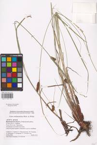 Осока черноколосая M.Bieb. ex Willd., Восточная Европа, Центральный лесостепной район (E6) (Россия)