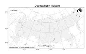 Dodecatheon frigidum, Двенадцатицветник холодный Cham. & Schltdl., Атлас флоры России (FLORUS) (Россия)