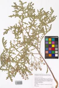 Катран бугорчатый Rupr., Восточная Европа, Нижневолжский район (E9) (Россия)