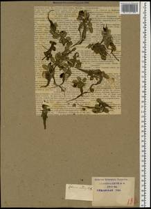 Сальвиния плавающая (L.) All., Кавказ, Краснодарский край и Адыгея (K1a) (Россия)