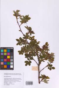 Шиповник майский Herrm., Восточная Европа, Московская область и Москва (E4a) (Россия)