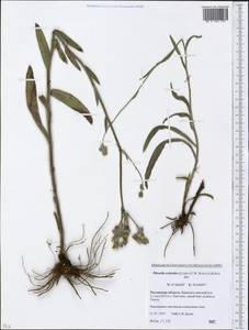 Pilosella echioides subsp. echioides, Восточная Европа, Ростовская область (E12a) (Россия)