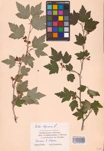 Смородина альпийская L., Восточная Европа, Северо-Западный район (E2) (Россия)