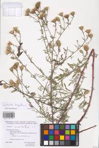 Centaurea arenaria × borysthenica, Восточная Европа, Центральный лесостепной район (E6) (Россия)