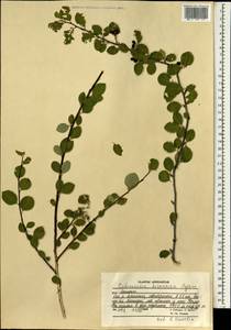 Cotoneaster hissaricus Pojark., Зарубежная Азия (ASIA) (Афганистан)