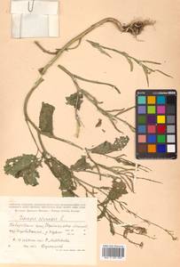 Rhamphospermum arvense (L.) Andrz. ex Besser, Сибирь, Дальний Восток (S6) (Россия)