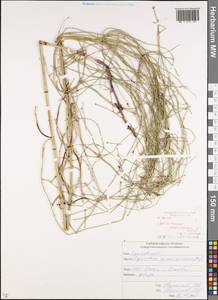 Хвощ ветвистый Desf., Кавказ, Южная Осетия (K4b) (Южная Осетия)