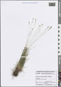 Овсяница коротколистная Schult. & Schult.f., Сибирь, Центральная Сибирь (S3) (Россия)