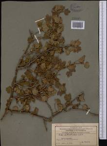 Смородина разнощетинковая C.A. Mey., Средняя Азия и Казахстан, Северный и Центральный Тянь-Шань (M4) (Казахстан)