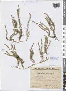 Spinulum annotinum subsp. dubium (Zoëga) J.H.Xue, Chepinoga & K.P.Ma, Сибирь, Якутия (S5) (Россия)