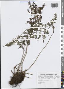 Кочедыжник женский (L.) Roth, Сибирь, Дальний Восток (S6) (Россия)