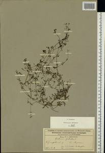 Подмаренник болотный L., Восточная Европа, Московская область и Москва (E4a) (Россия)