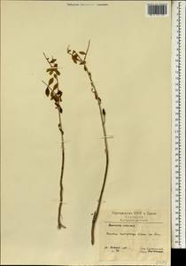Lawsonia inermis L., Зарубежная Азия (ASIA) (Иран)