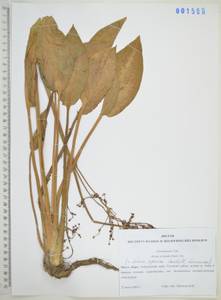 1588-2, Частуха восточная (Sam.) Sam., Сибирь, Дальний Восток (S6) (Россия)