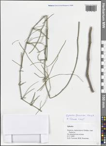 Ephedra foeminea Forssk., Зарубежная Азия (ASIA) (Израиль)