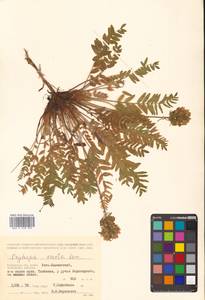 Oxytropis adamsiana subsp. erecta (Kom.) Kuvaev, Сибирь, Чукотка и Камчатка (S7) (Россия)