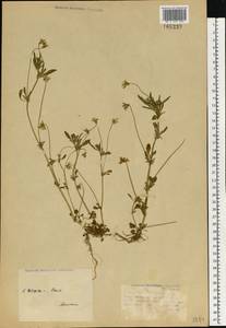 Фиалка трехцветная, Анютины глазки L., Восточная Европа, Северо-Западный район (E2) (Россия)