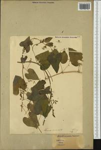 Диоскорея обыкновенная, Тамус обыкновенный (L.) Caddick & Wilkin, Западная Европа (EUR) (Италия)