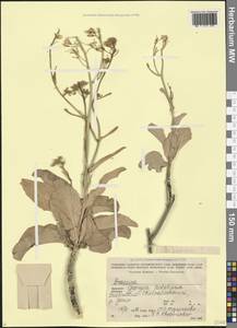 Капуста сизая, Сарептская горчица (L.) Czern., Кавказ, Грузия (K4) (Грузия)