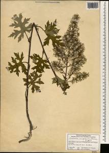 Sinacalia tangutica (Maxim.) B.Nord., Зарубежная Азия (ASIA) (КНР)