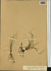 Carex distachya Desf., Западная Европа (EUR) (Португалия)