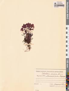 Мытник прелестный Adams ex Steven, Сибирь, Якутия (S5) (Россия)