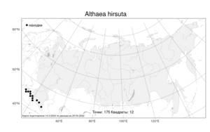 Althaea hirsuta, Алтей жестковолосистый L., Атлас флоры России (FLORUS) (Россия)