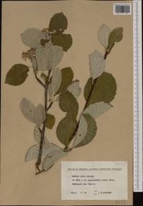 Aria edulis (Willd.) M. Roem., Западная Европа (EUR) (Болгария)