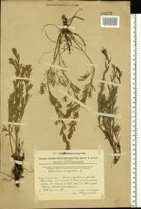 Полынь равнинная, Полынь полевая L., Восточная Европа, Восточный район (E10) (Россия)