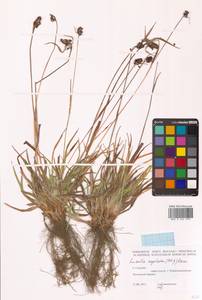 Ожика головчатая (Miq. ex Franch. & Sav.) Kom., Сибирь, Дальний Восток (S6) (Россия)