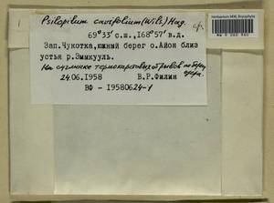 Psilopilum cavifolium (Wilson) I. Hagen, Гербарий мохообразных, Мхи - Чукотка и Камчатка (B21) (Россия)