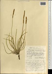 Подорожник морской, Подорожник приморский L., Монголия (MONG) (Монголия)