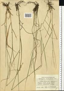 Thinopyrum intermedium subsp. intermedium, Восточная Европа, Центральный район (E4) (Россия)